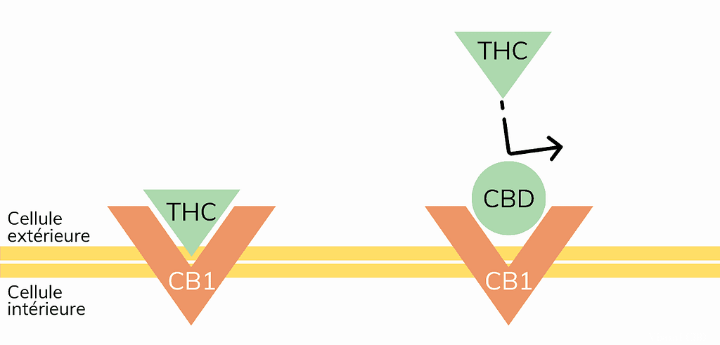 reaction thc et cbd celules CB1