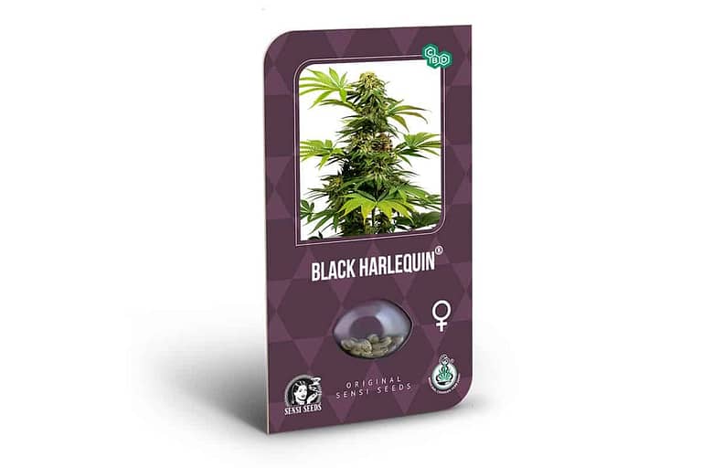 black harlequin